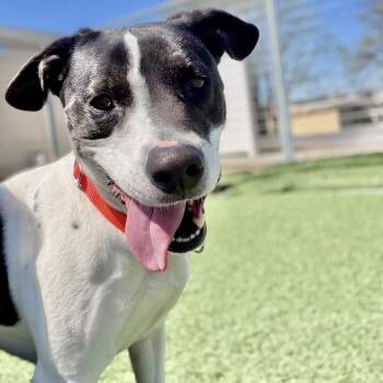 Border Collie and Terrier Dogs Available for Adoption in Fullerton, Pennsylvania - Saint | PetCurious