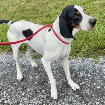 Sapp -  Bluetick Coonhound Dog for Adoption in Chattanooga, Tennessee - Sapp | PetCurious