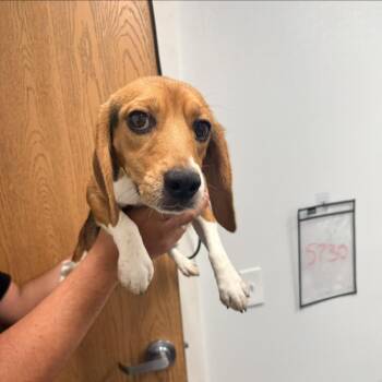 Tippy Taps 1784 -  Beagle Dog for Adoption in Loxahatchee Groves, Florida - Tippy Taps 1784 | PetCurious