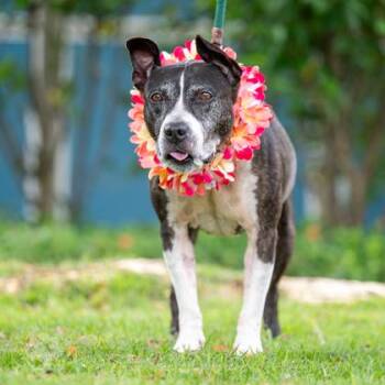 Lilo -  Staffordshire Bull Terrier and Mixed Breed Dog for Adoption in Honolulu, Hawaii - Lilo | PetCurious