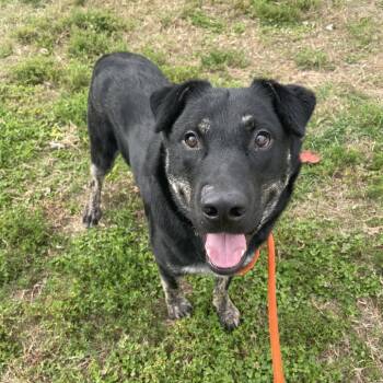 Rescue Shepherd Dogs for Adoption in Springfield, Missouri - Blueberry | PetCurious