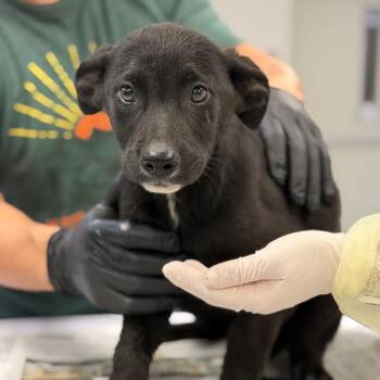 Shepherd Dogs Available for Adoption in Houston, Texas - Rex | PetCurious