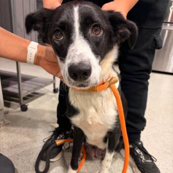 Gwen -  Australian Cattle Dog Blue Heeler and Labrador Retriever Dog for Adoption in Tampa, Florida - Gwen | PetCurious