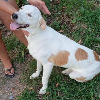 Polka -  Australian Cattle Dog Blue Heeler Dog for Adoption in Kansas City, Missouri - Polka | PetCurious