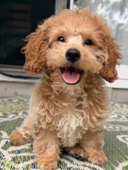 Goldie -  Cocker Spaniel and Poodle Dog for Adoption in Overland Park, Kansas - Goldie | PetCurious