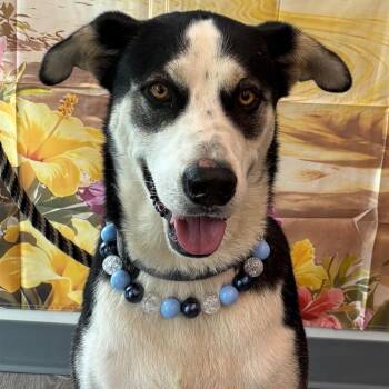 Rac, the Raccoony pup -  Husky Dog for Adoption in Houston, Texas - Rac, The Raccoony Pup | PetCurious