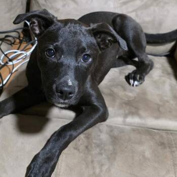 2165 Daphne -  American Staffordshire Terrier Dog for Adoption in Springfield, Missouri - 2165 Daphne | PetCurious