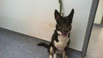 A1269173 -  German Shepherd Dog Dog for Adoption in Charlotte, North Carolina - A1269173 | PetCurious