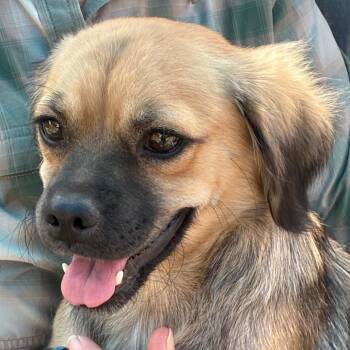 Beauty -  Chihuahua and Terrier Dog for Adoption in Yuma, Arizona - Beauty | PetCurious