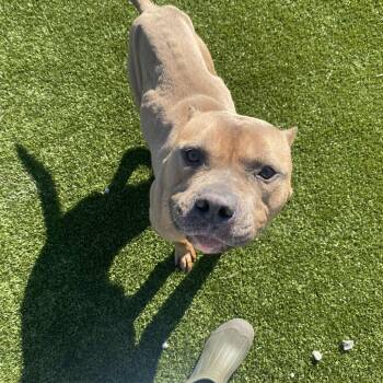 Rescue Pit Bull Terrier Dogs for Adoption in Hannibal, Missouri - Nutty Buddy | PetCurious