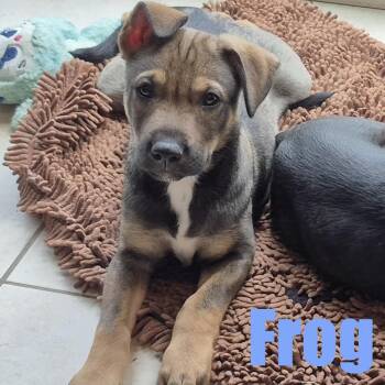 Frog -  Hound and Mixed Breed Dog for Adoption in Ellicott City, Maryland - Frog | PetCurious