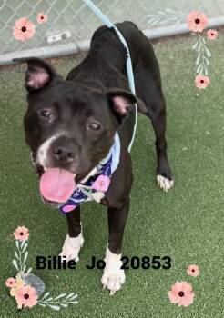BILLIE JO -  Pit Bull Terrier Dog for Adoption in Marietta, Georgia - BILLIE JO | PetCurious