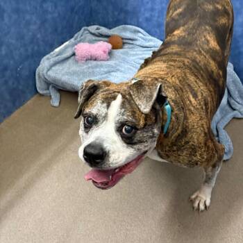 Hazel Grace -  American Bulldog and Mixed Breed Dog for Adoption in South Elgin, Illinois - Hazel Grace | PetCurious