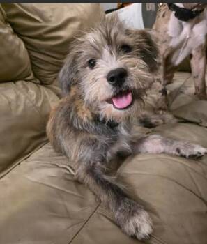 Banjo -  Shih Tzu and Miniature Schnauzer Dog for Adoption in Manvel, Texas - Banjo | PetCurious