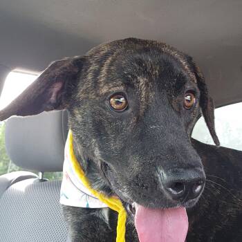 Rescue Plott Hound Dogs for Adoption in Owasso, Oklahoma - Phineas | PetCurious