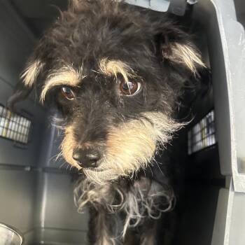 TILLY -  Terrier and Chihuahua Dog for Adoption in Richmond, California - TILLY | PetCurious