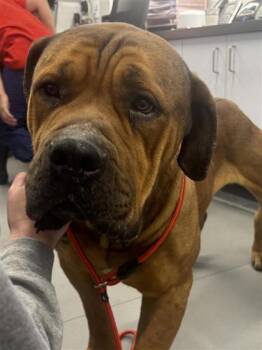 Rescue Boerboel and Mixed Breed Dogs for Adoption in West Chester, Pennsylvania - Jude | PetCurious
