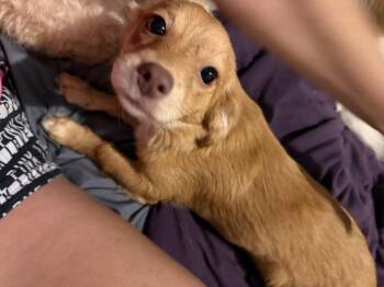 Sofie -  Chihuahua Dog for Adoption in Louise, Texas - Sofie | PetCurious