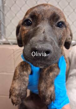 Olivia -  Mountain Cur Dog for Adoption in Maynardville, Tennessee - Olivia | PetCurious