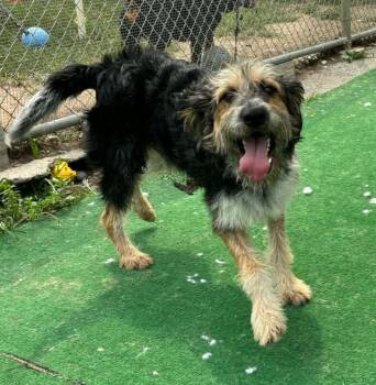 Cucumber -  Poodle and Mixed Breed Dog for Adoption in Warren, Michigan - Cucumber | PetCurious