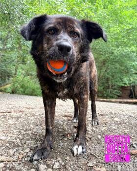 Bunny -  Shepherd and Husky Dog for Adoption in Vancouver, British Columbia - Bunny | PetCurious