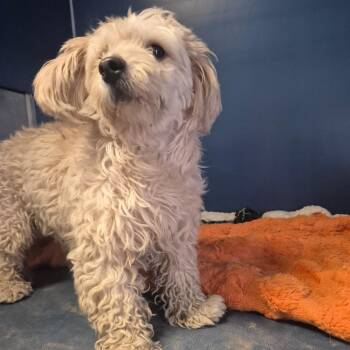 monte -  Poodle Dog for Adoption in Yuma, Arizona - Monte | PetCurious