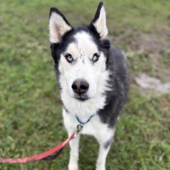 Blue -  Husky Dog for Adoption in West Des Moines, Iowa - Blue | PetCurious