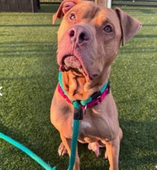 Torres -  American Bully and American Staffordshire Terrier Dog for Adoption - Torres | PetCurious