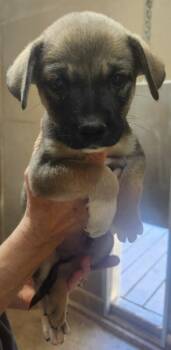 Hopper -  Australian Shepherd and Mixed Breed Dog for Adoption in Severance, Colorado - Hopper | PetCurious