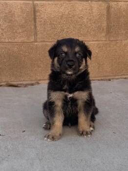 MALLOY -  German Shepherd Dog Dog for Adoption in Los Angeles, California - MALLOY | PetCurious