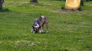 French Bulldog and Boston Terrier Dogs Available for Adoption in Plymouth, Michigan - Boogie | PetCurious