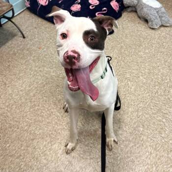Edo Voss -  Mixed Breed Dog for Adoption in Brookhaven, New York - Edo Voss | PetCurious