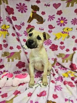 Mixed Breed Dogs Available for Adoption - Peggy | PetCurious