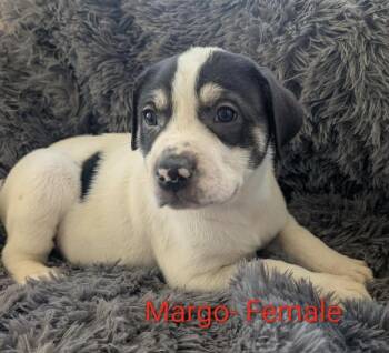 Margo -  Great Pyrenees Dog for Adoption in Cheektowaga, New York - Margo | PetCurious