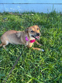 Rescue Terrier Dogs for Adoption in Margate, Florida - DAYSE | PetCurious