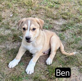 Great Pyrenees Dogs Available for Adoption in Manchester, Connecticut - Ben | PetCurious
