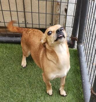 Rescue Rat Terrier and Dachshund Dogs for Adoption in Hopkinsville, Kentucky - Blossom | PetCurious