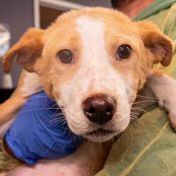 Mixed Breed Dogs Available for Adoption in Kennebunk, Maine - Eva | PetCurious