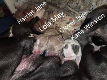 Mixed Breed Dogs Available for Adoption - Harriet Jane | PetCurious