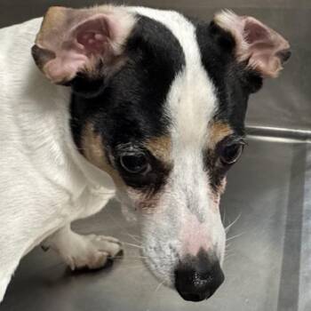 Rat Terrier Dogs Available for Adoption - Oakley | PetCurious