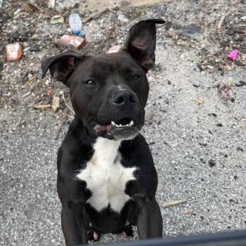 Terrier Dogs Available for Adoption in St. Louis, Missouri - Mabel Pines | PetCurious