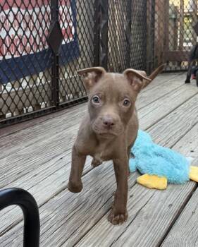 Havoc -  Pit Bull Terrier Dog Available for Adoption in Stahlstown, Pennsylvania - Havoc | PetCurious