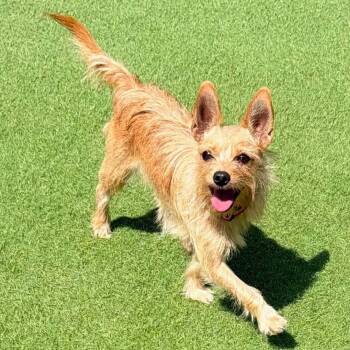 Piper - Sweet, Playful, Tail Wags Galore -  Shih Tzu and Yorkshire Terrier Dog for Adoption in Sugar Land, Texas - Piper - Sweet, Playful, Tail Wags Galore | PetCurious
