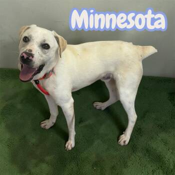 Minnesota - "Mini-Labrador" - playful, sweet, fun, cuddly -  Yellow Labrador Retriever Dog for Adoption in Chuckey, Tennessee - Minnesota - "Mini-Labrador" - Playful, Sweet, Fun, Cuddly | PetCurious