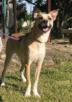 Rescue Carolina Dog and Mixed Breed Dogs for Adoption in Houston, Texas - LOUISE | PetCurious