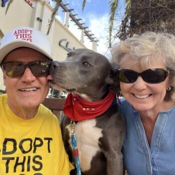 American Staffordshire Terrier Dogs Available for Adoption in San Juan Capistrano, California - LENNY * | PetCurious