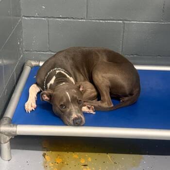 TUSC-Stray-85894 -  Pit Bull Terrier and Mixed Breed Dog for Adoption in Tuscaloosa, Alabama - TUSC-Stray-85894 | PetCurious