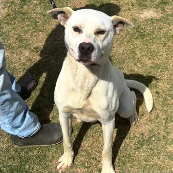 Mixed Breed Dogs Available for Adoption in Nashville, North Carolina - SAM  Available NOW - ADOPTION Or RESCUE! | PetCurious