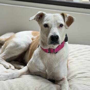 Hope soulful -  Labrador Retriever Dog for Adoption in Mettawa, Illinois - Hope Soulful | PetCurious