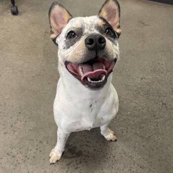Cattle Dog Dogs Available for Adoption - Bluey | PetCurious